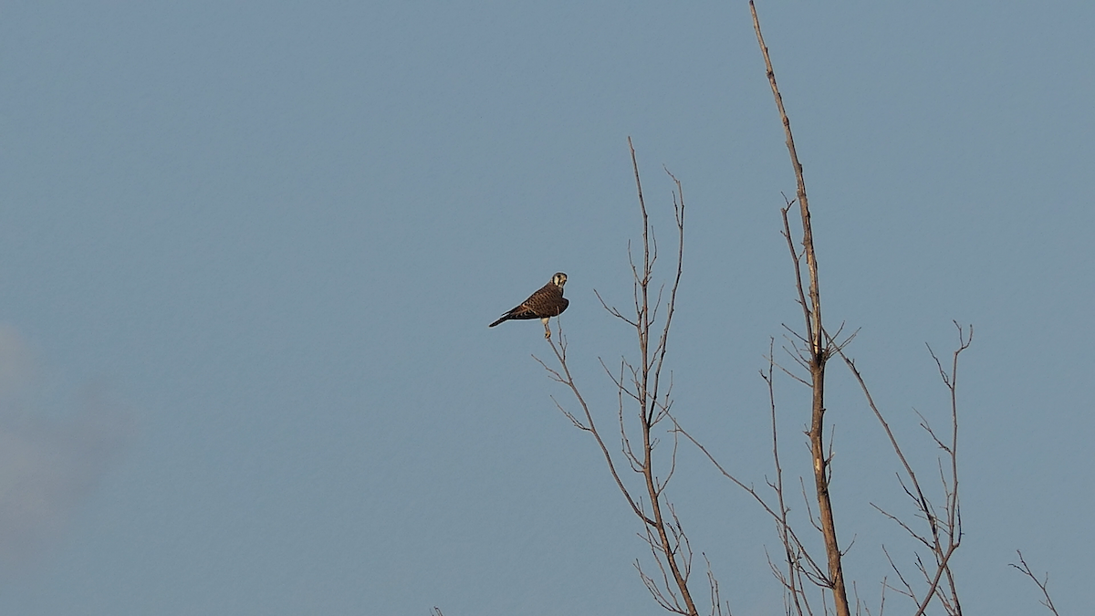 American Kestrel - ML642308748