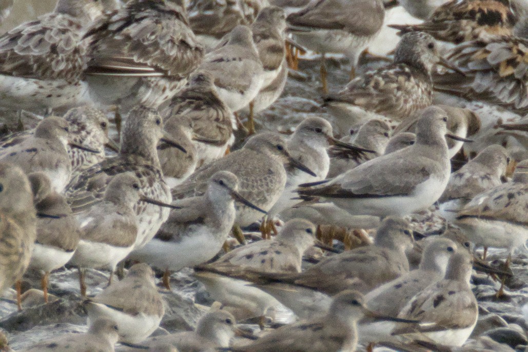 Red Knot - ML642308752
