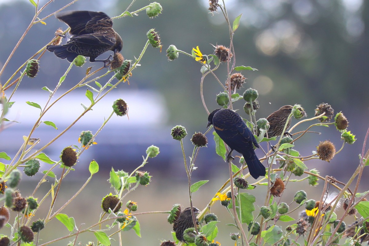 Red-winged Blackbird - ML642308755