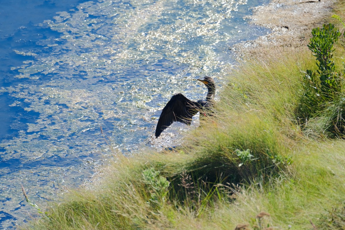 Double-crested Cormorant - ML642308762
