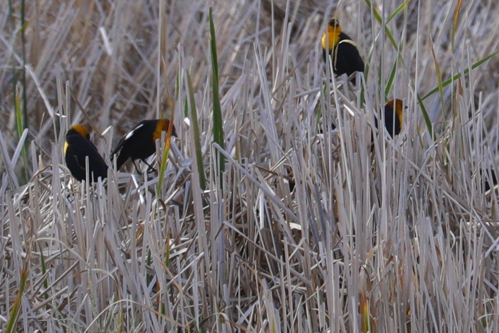 Yellow-headed Blackbird - ML642308779