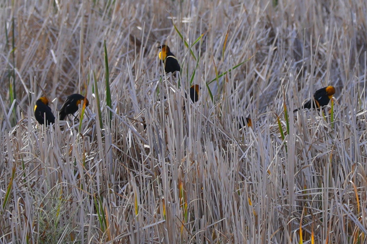 Yellow-headed Blackbird - ML642308780
