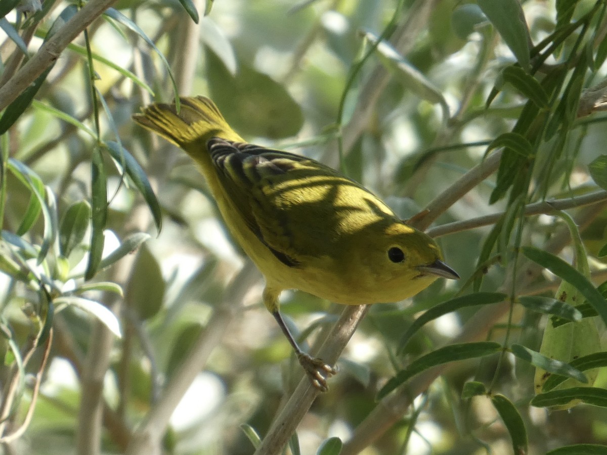 Yellow Warbler - ML642308787