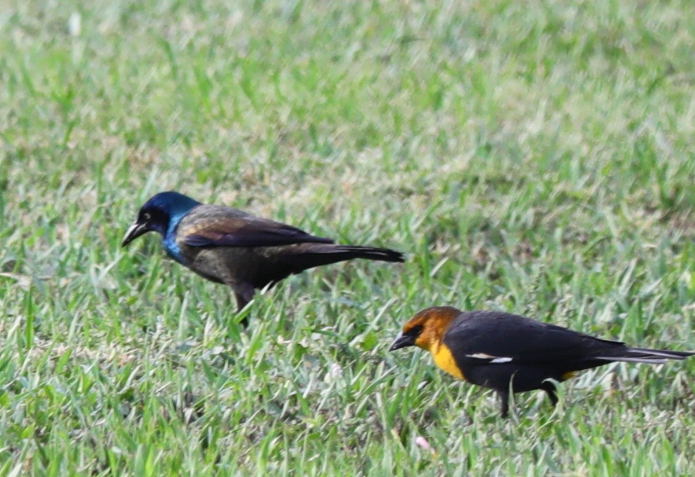 Common Grackle - ML642308796
