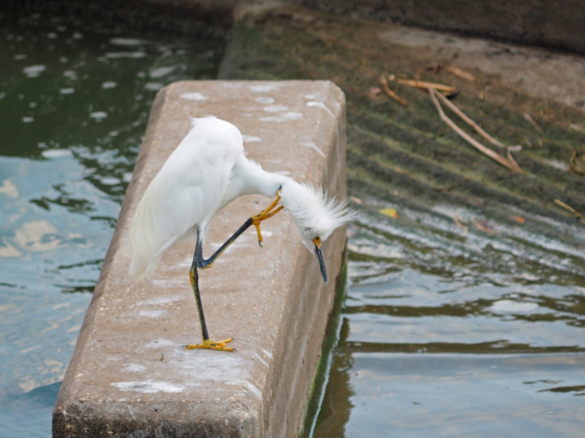 Snowy Egret - ML642308797