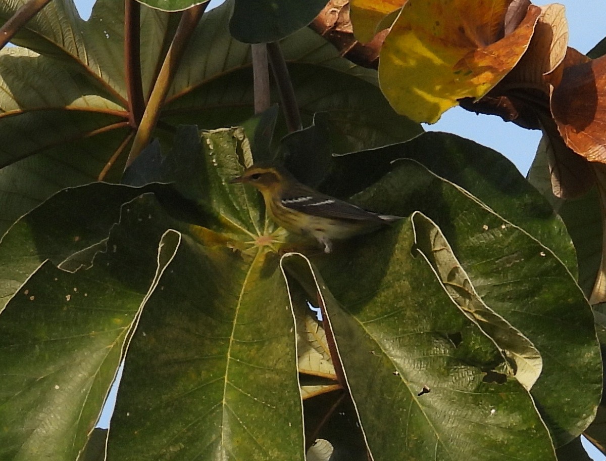 Blackburnian Warbler - ML642308806