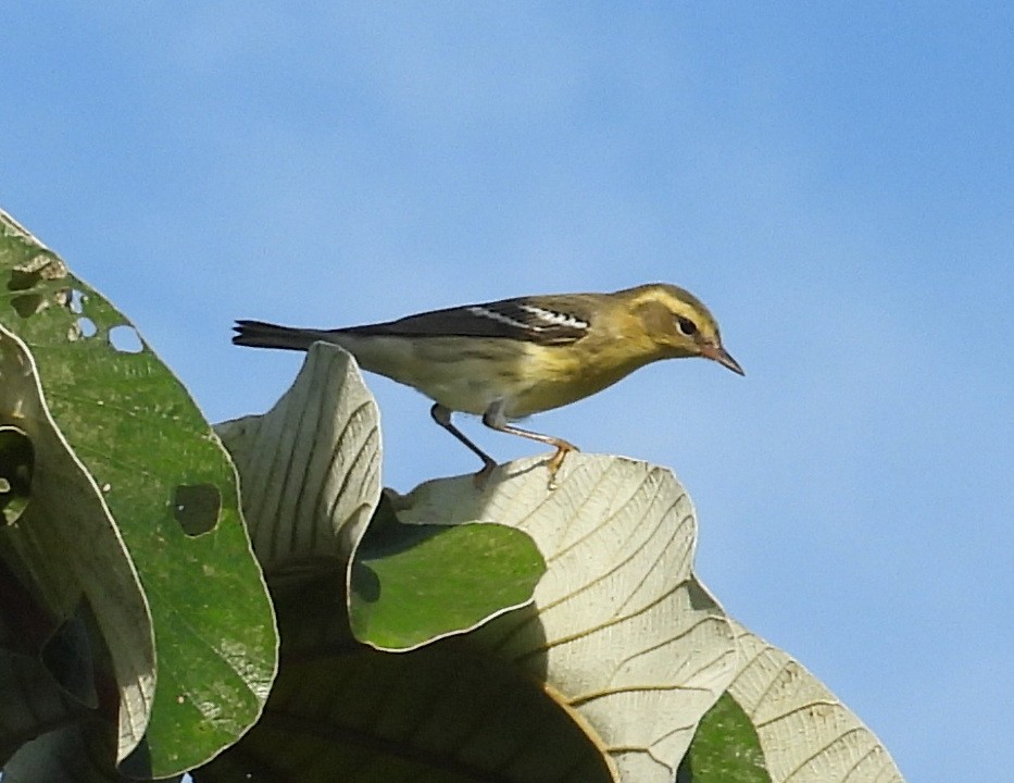 Blackburnian Warbler - ML642308808
