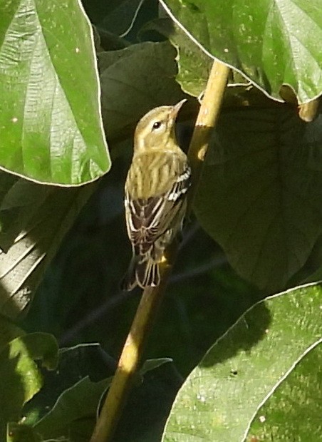 Blackburnian Warbler - ML642308809