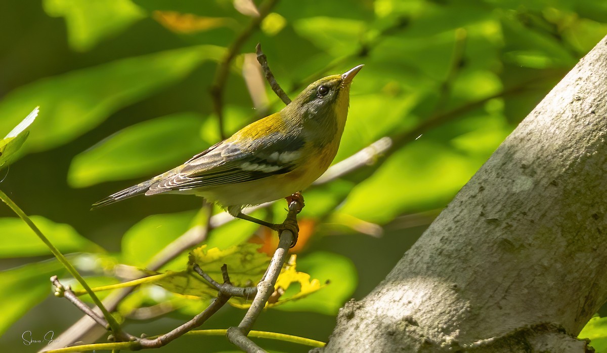 Northern Parula - ML642308814