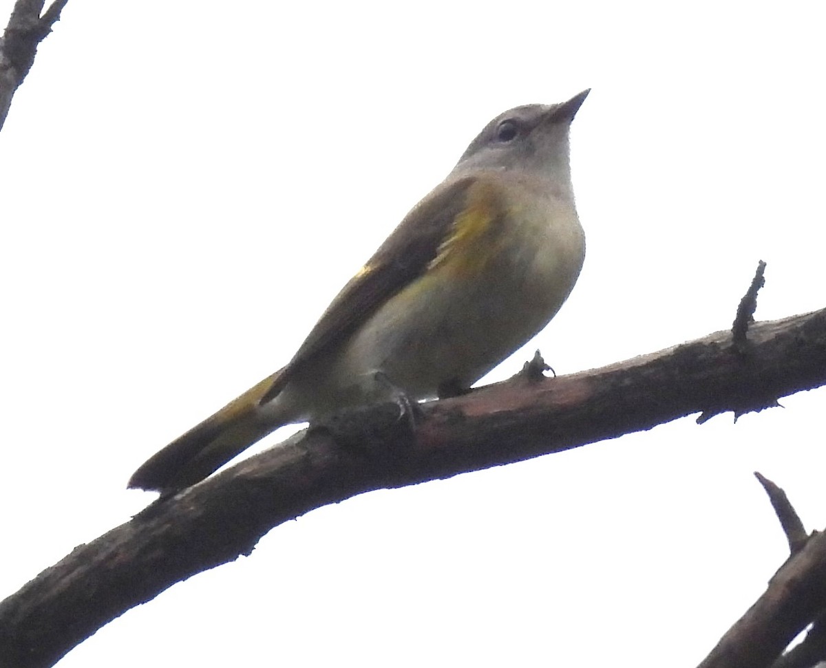 American Redstart - ML642308816
