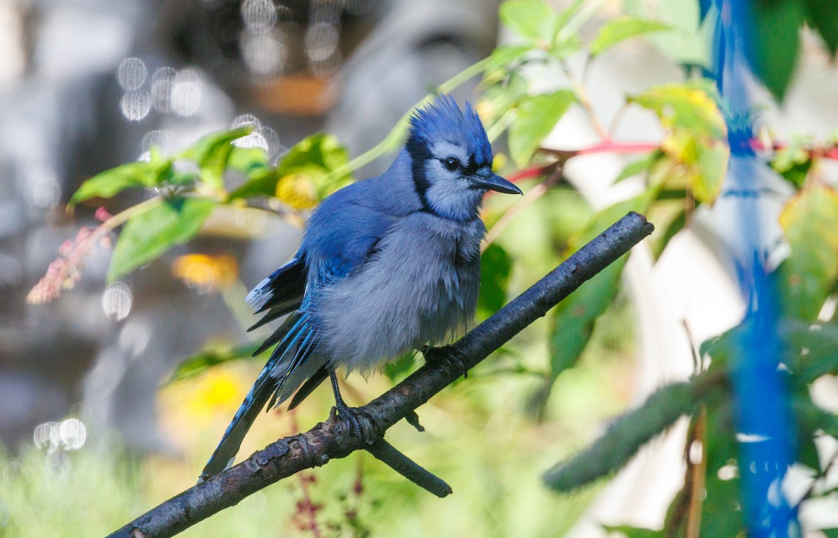 Blue Jay - ML642308818