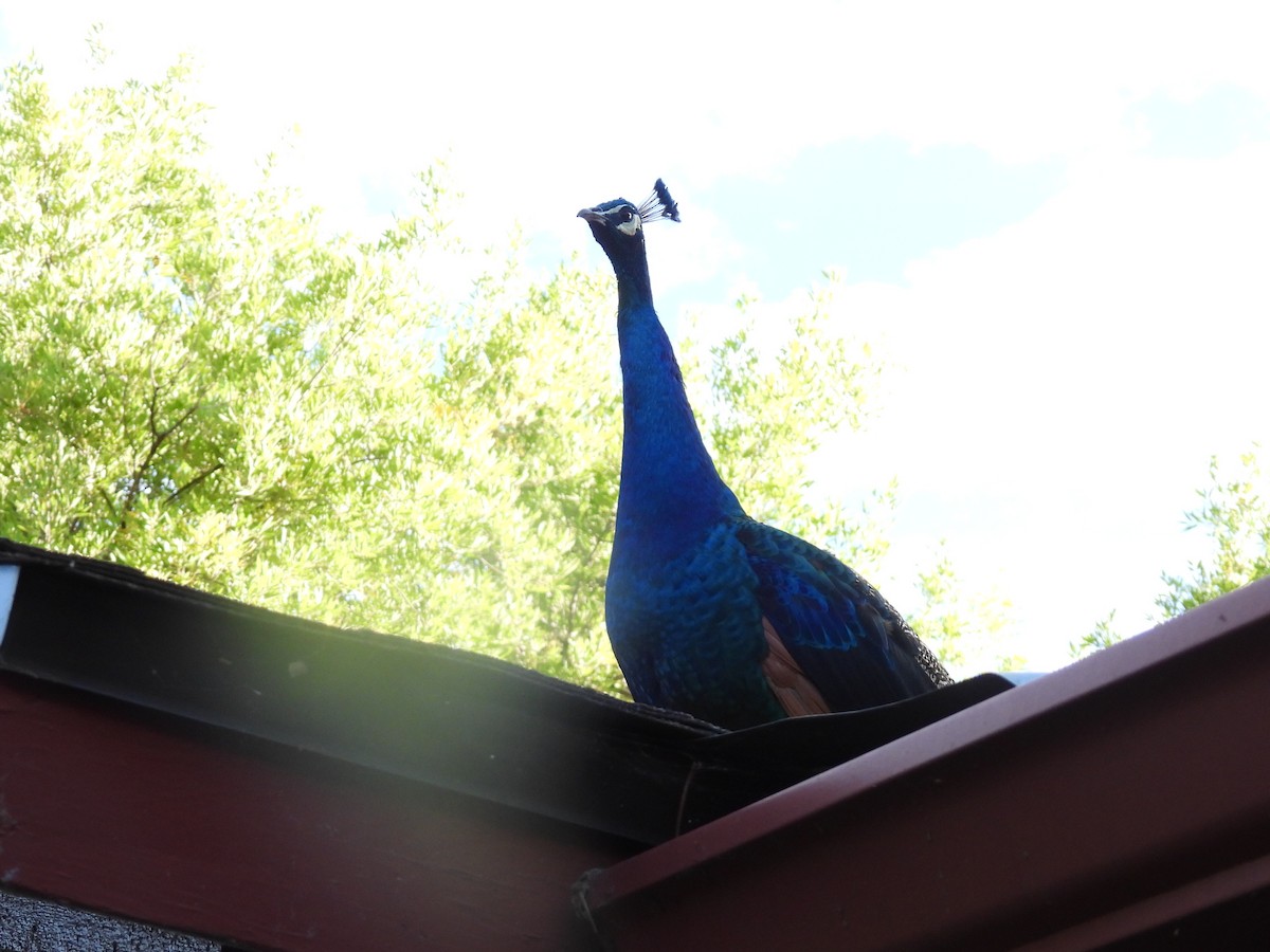 Pfau - ML642308823