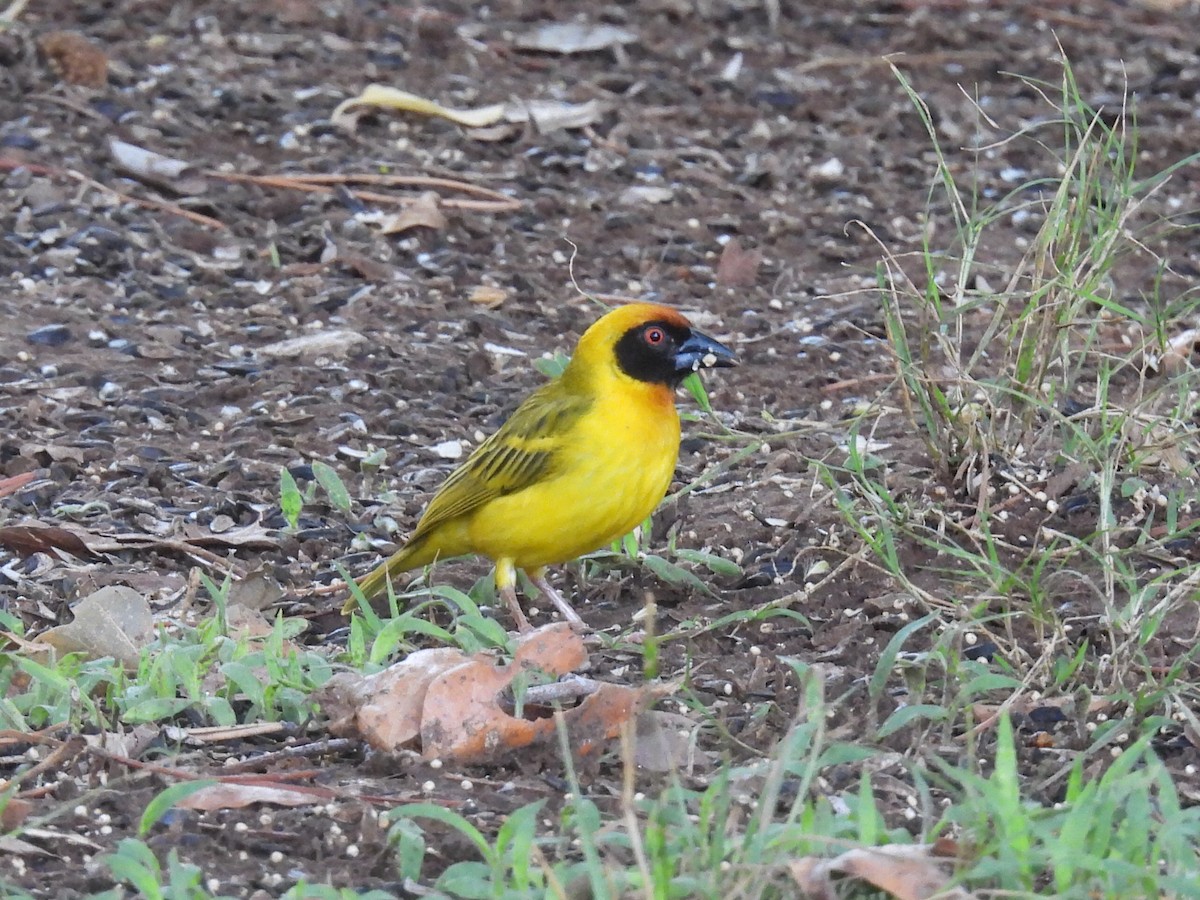 Vitelline Masked-Weaver - ML642308829