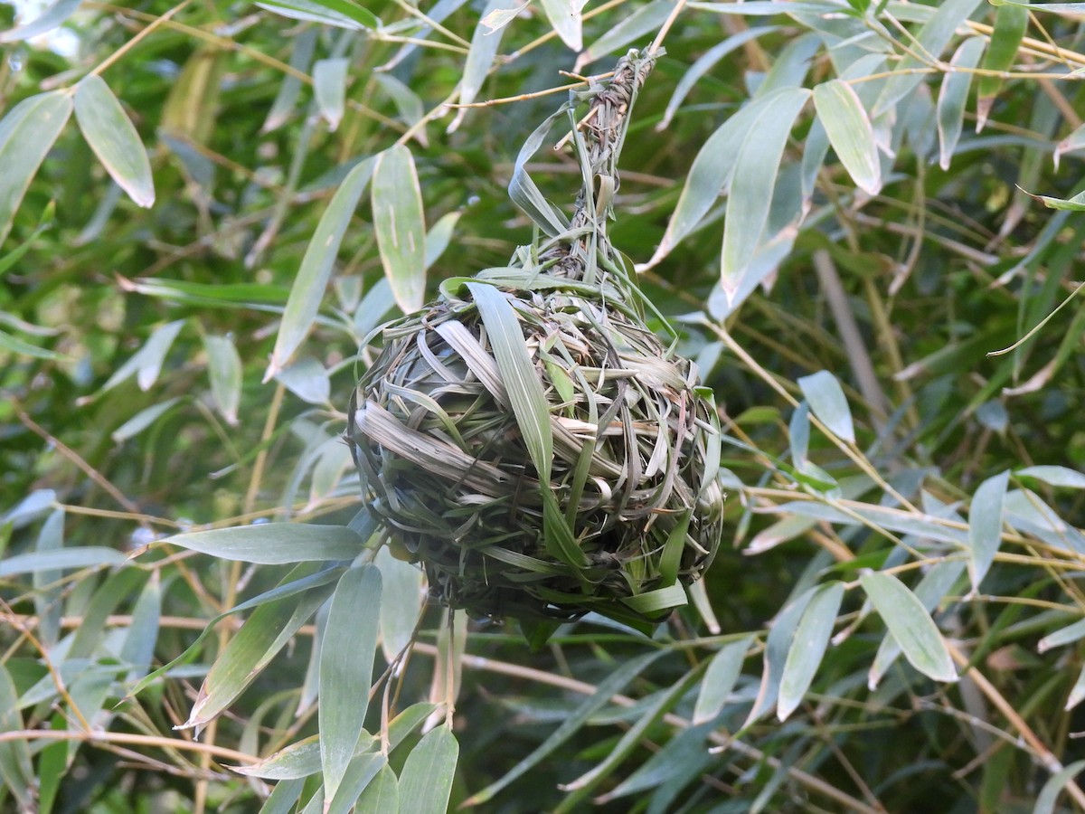 Vitelline Masked-Weaver - ML642308840