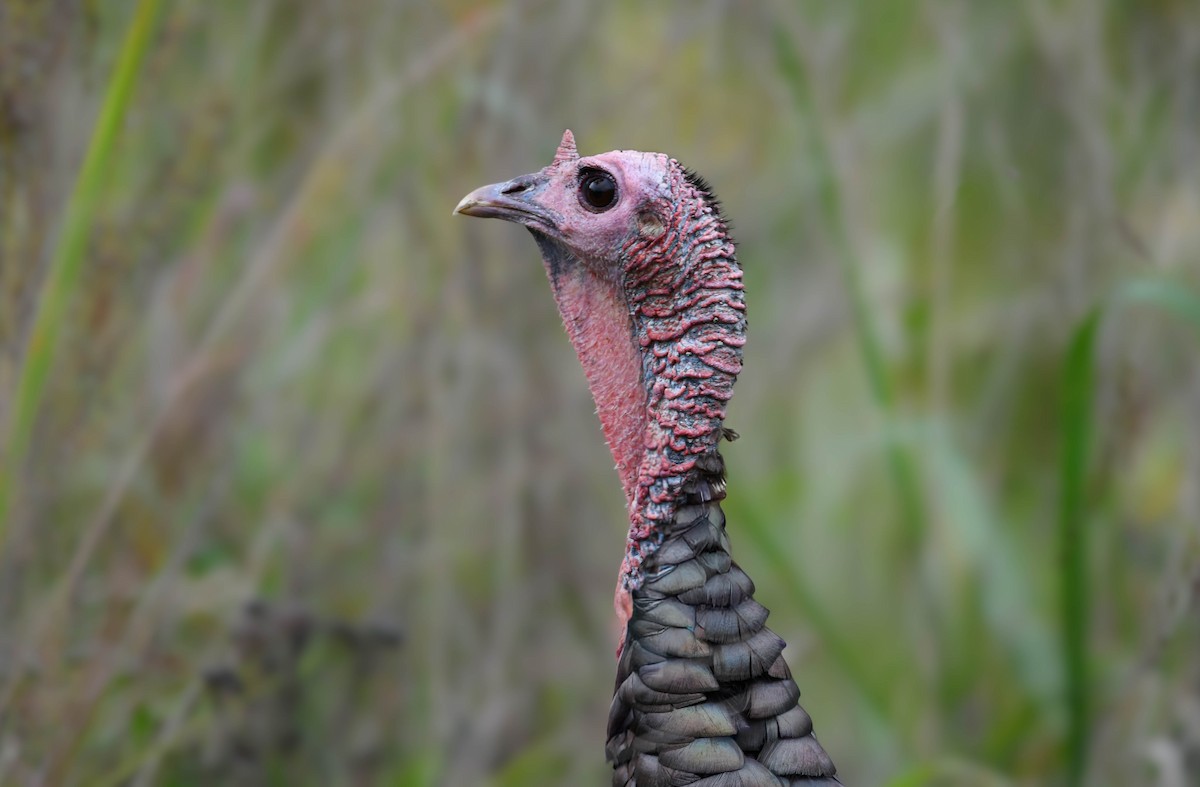 Wild Turkey - ML642308842
