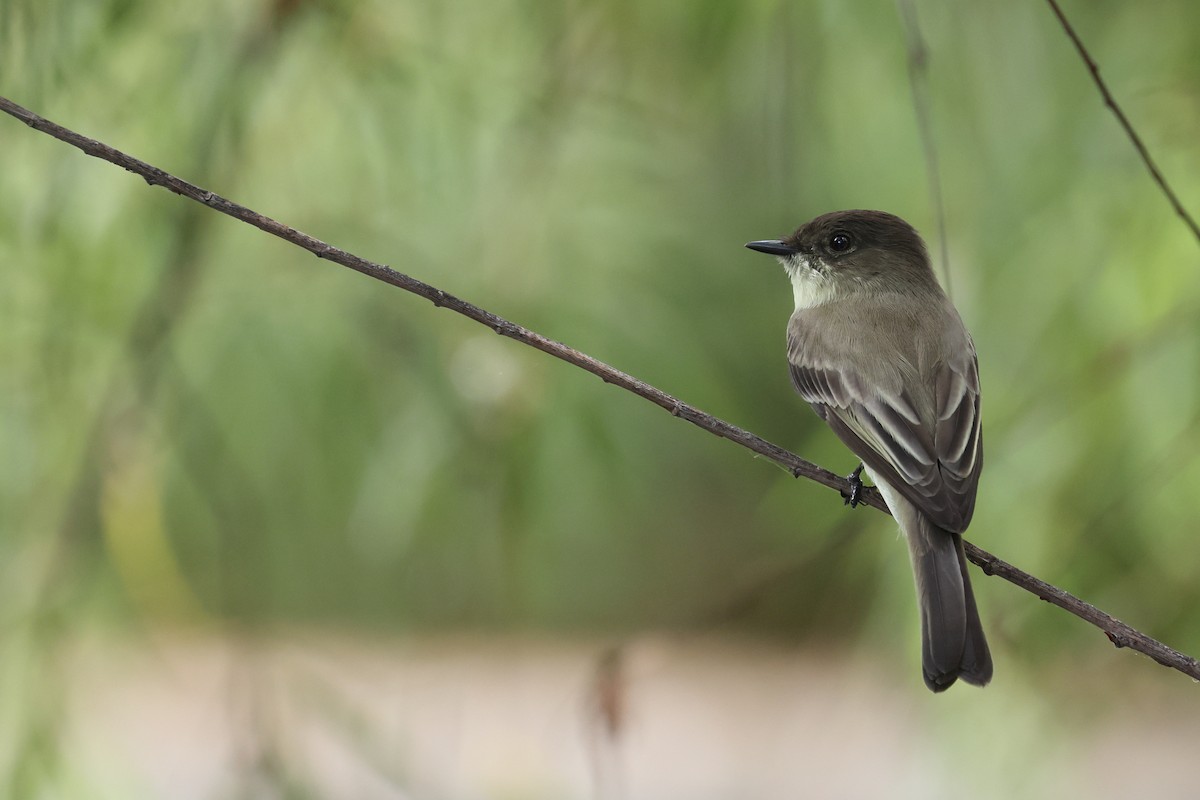 Eastern Phoebe - ML642308851