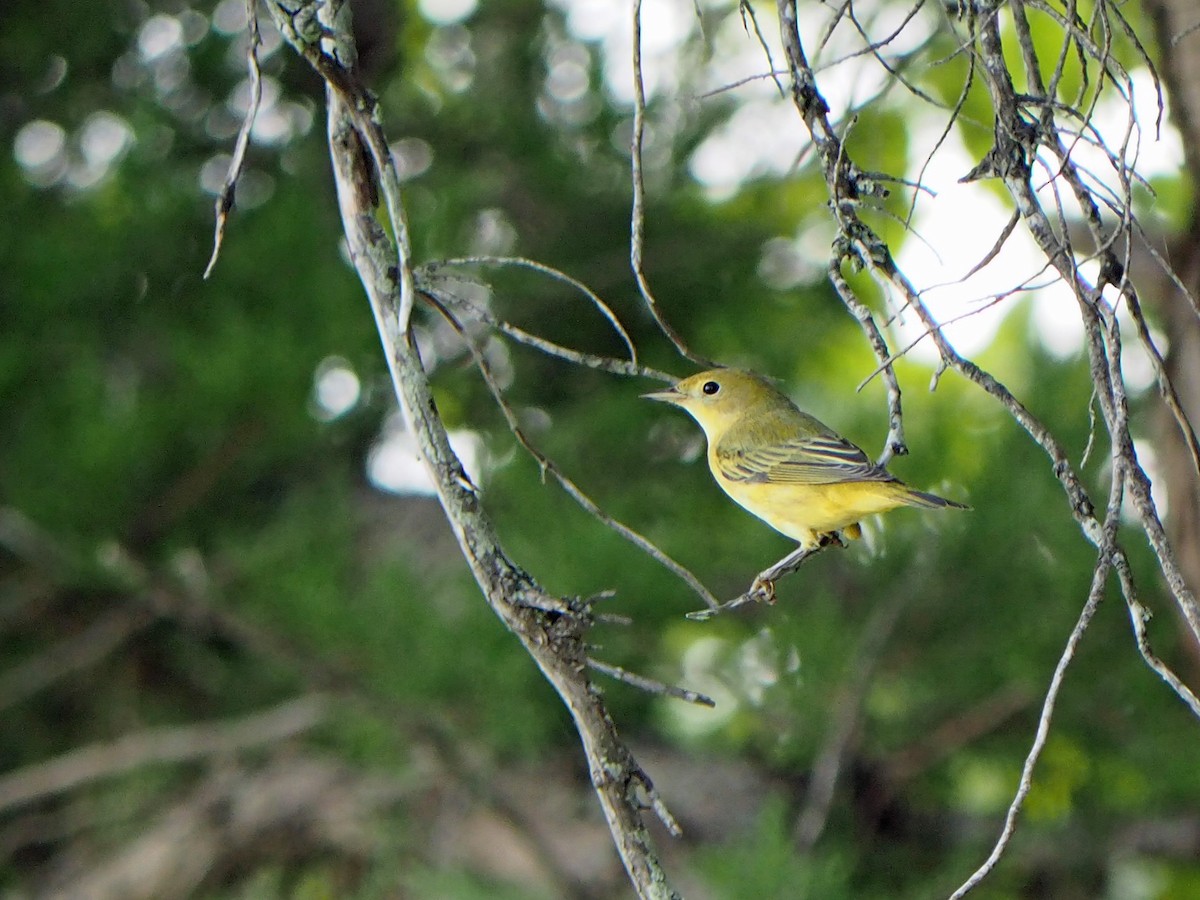 Yellow Warbler - ML642308871