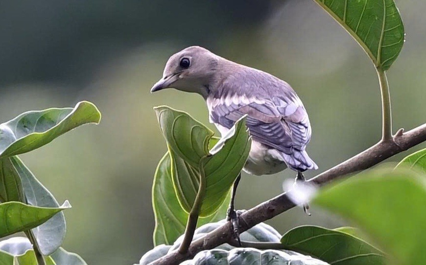 Daurian Starling - ML642308888