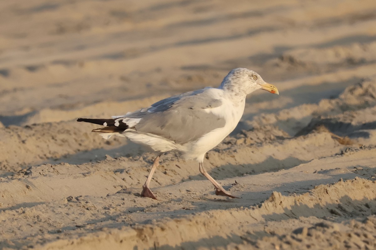 American Herring Gull - ML642308899