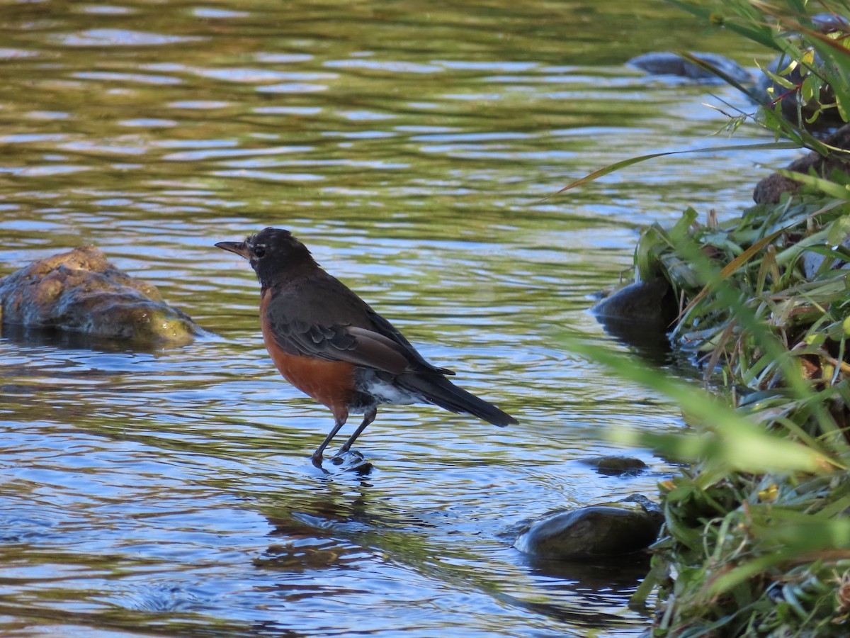 American Robin - ML642308905