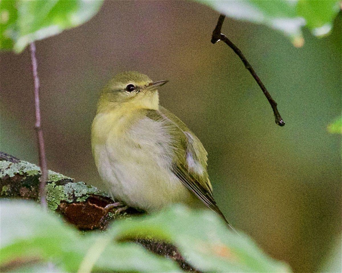 Tennessee Warbler - ML642308909
