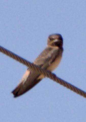 Cliff Swallow - ML642308920