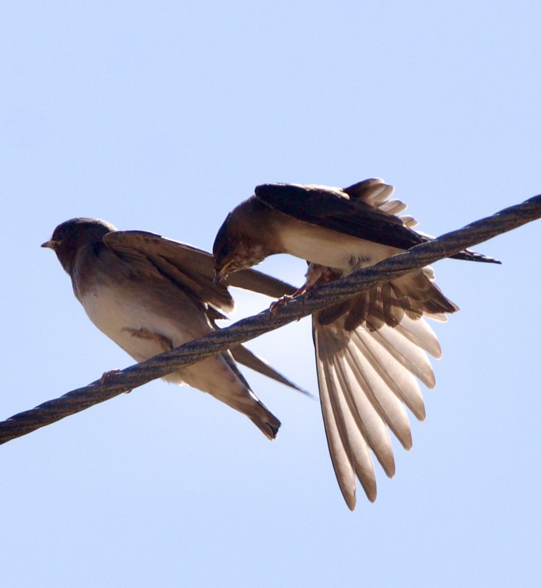 Cliff Swallow - ML642308921