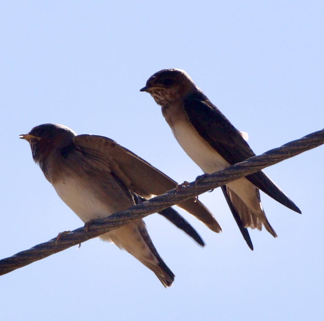 Cliff Swallow - ML642308922