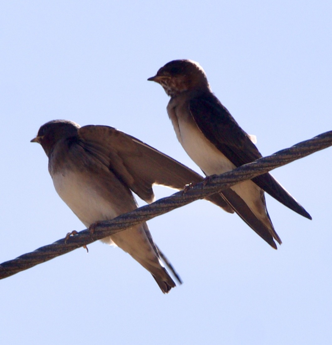 Cliff Swallow - ML642308923