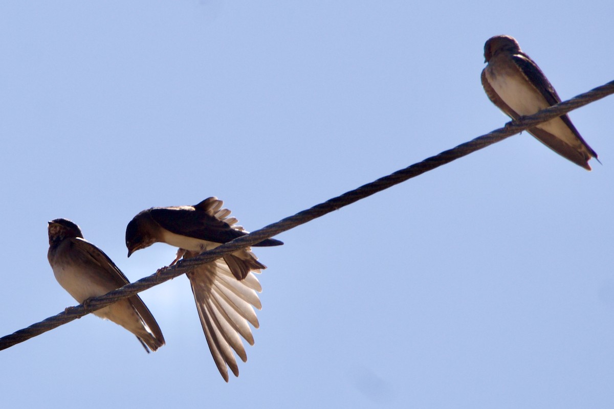 Cliff Swallow - ML642308924