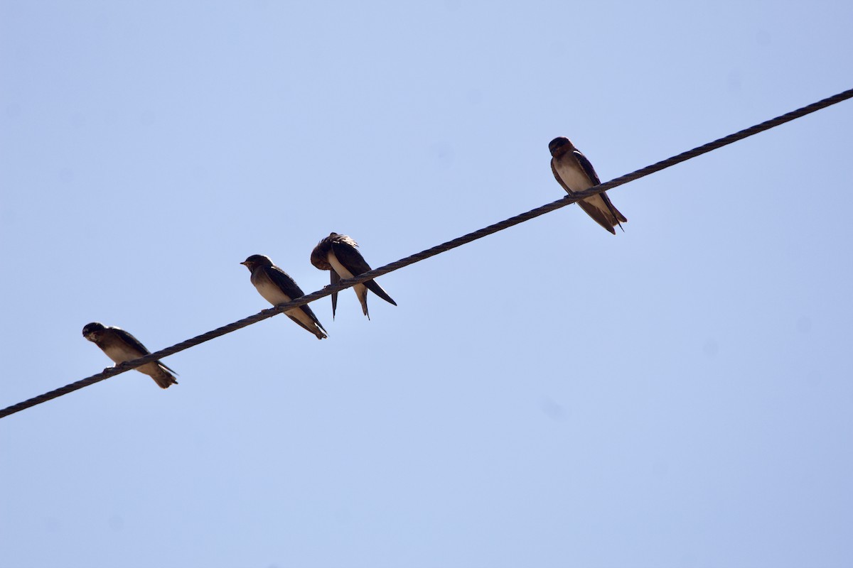 Cliff Swallow - ML642308925