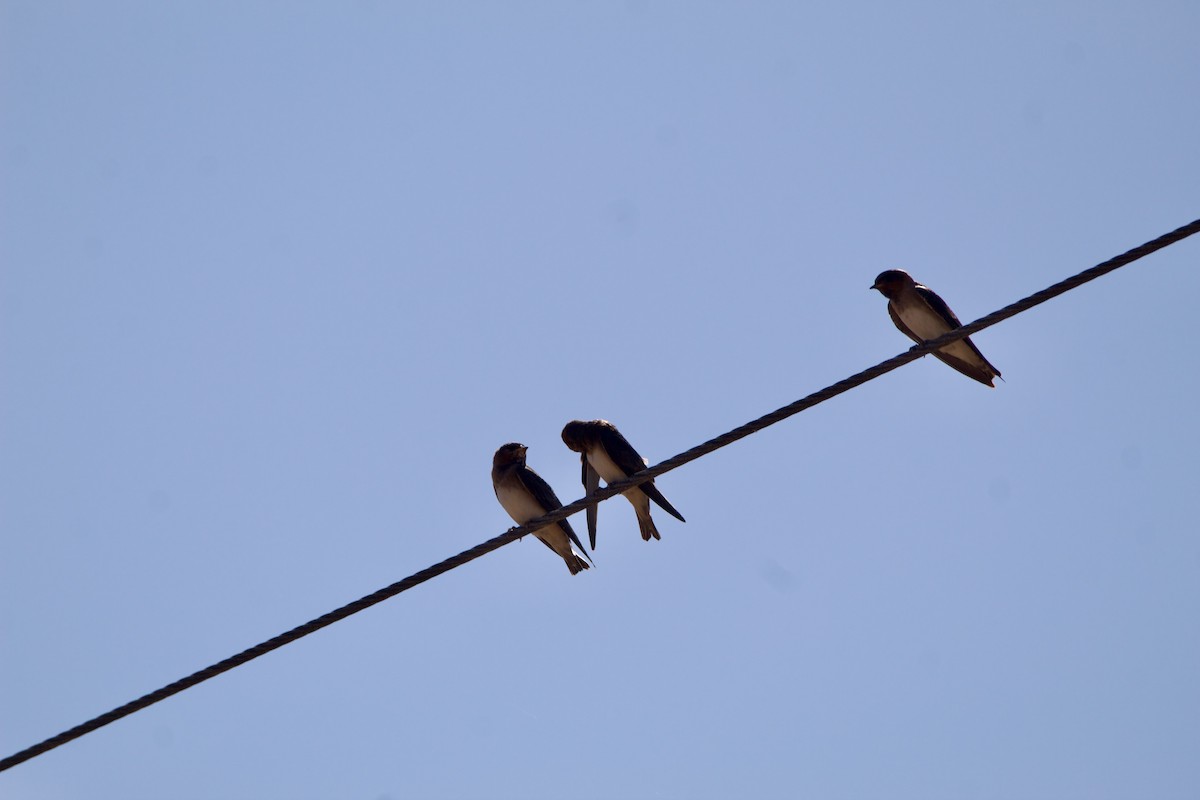 Cliff Swallow - ML642308926