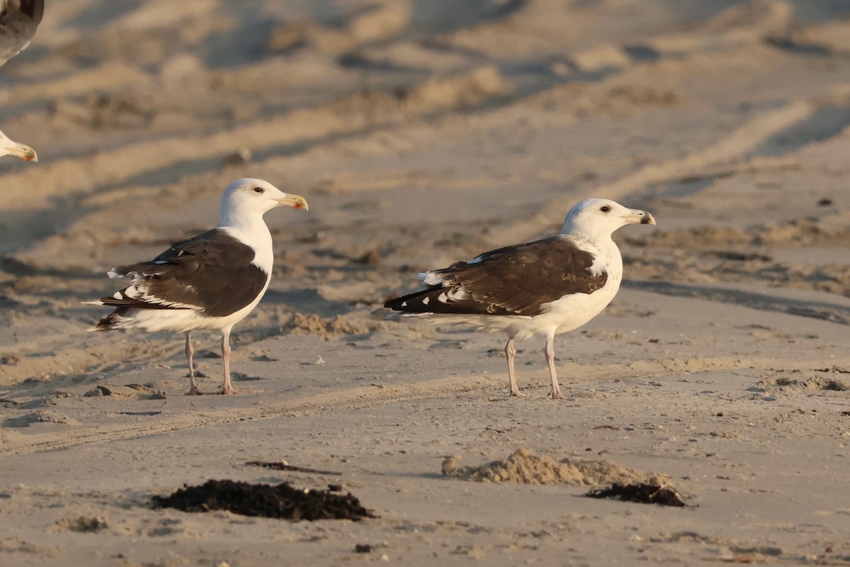 Great Black-backed Gull - ML642308930