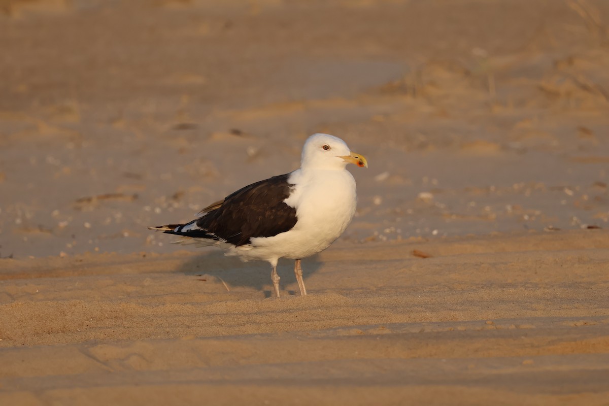Great Black-backed Gull - ML642308931