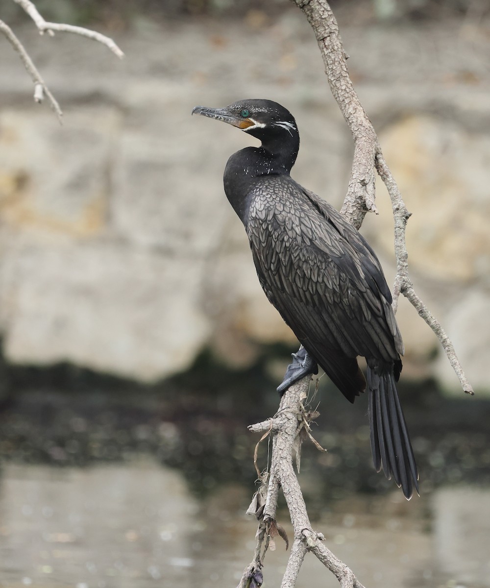 Neotropic Cormorant - ML642308932