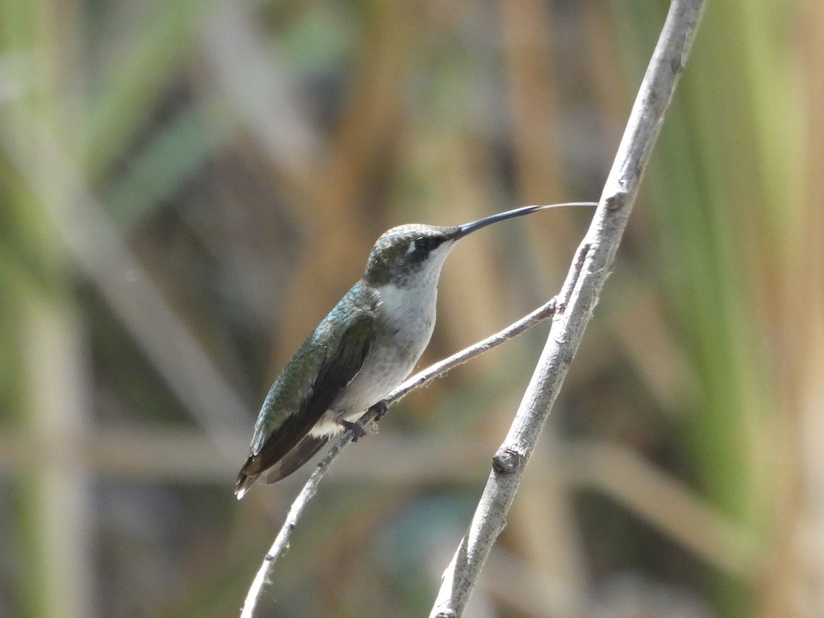 Colibri à gorge rubis - ML642308939