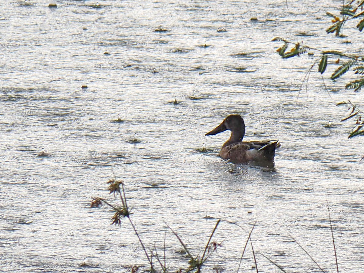 Northern Shoveler - ML642308941