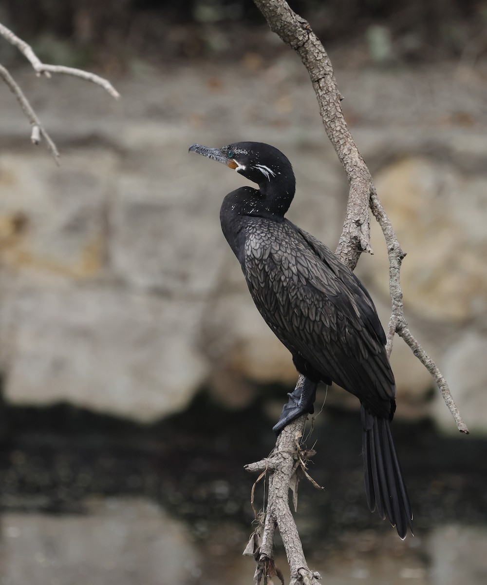 Neotropic Cormorant - ML642308964