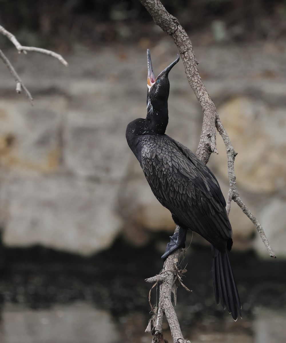 Neotropic Cormorant - ML642308966