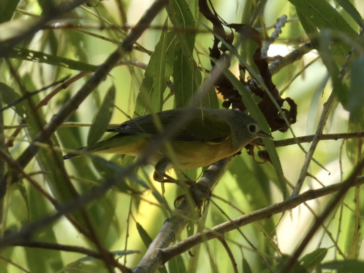 Nashville Warbler - ML642308970