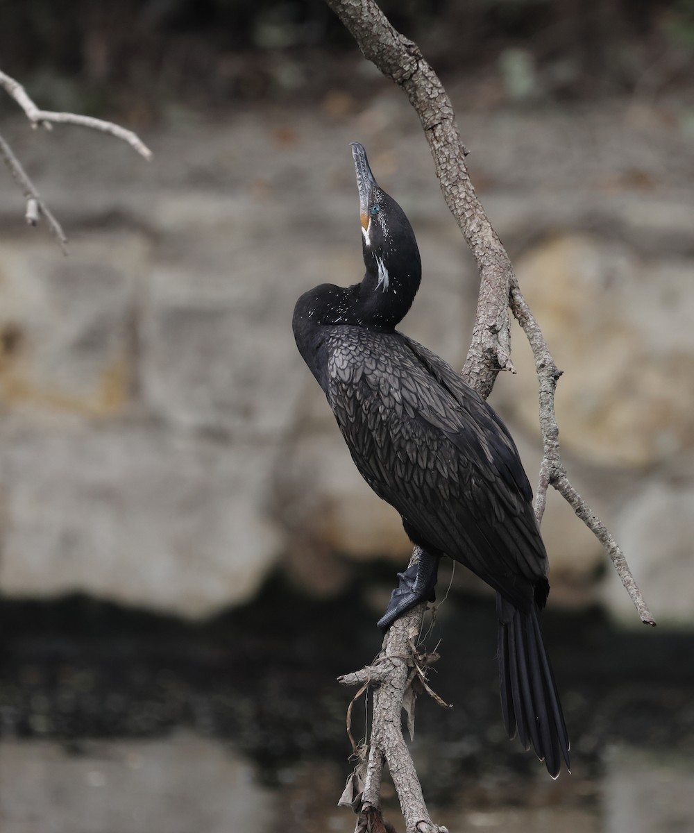 Neotropic Cormorant - ML642308971