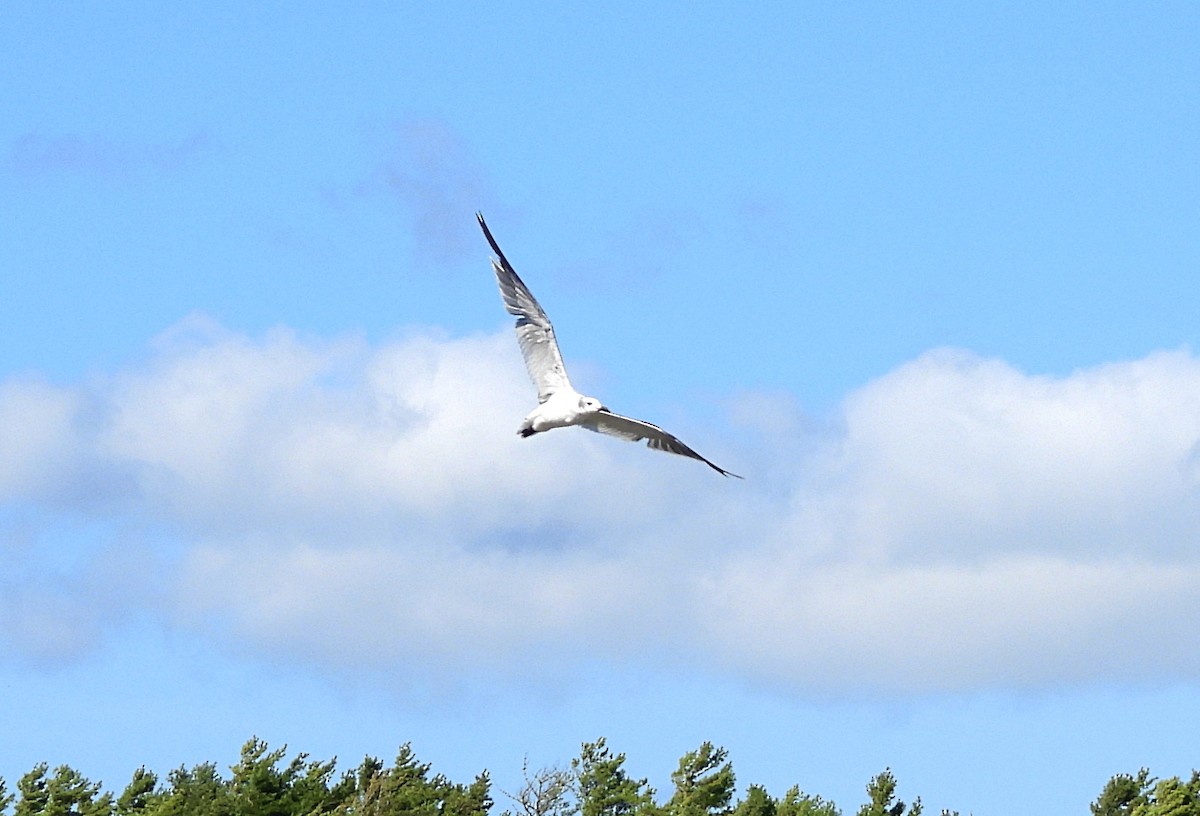 Laughing Gull - ML642308972