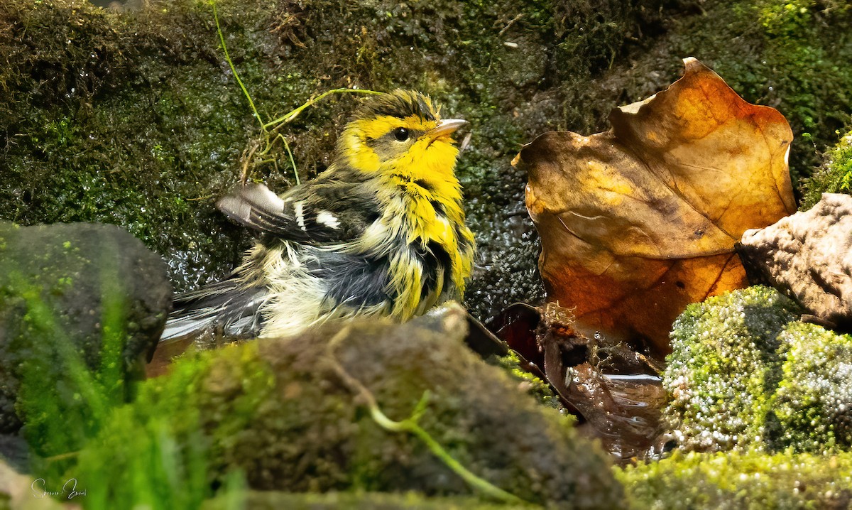 Blackburnian Warbler - ML642308973