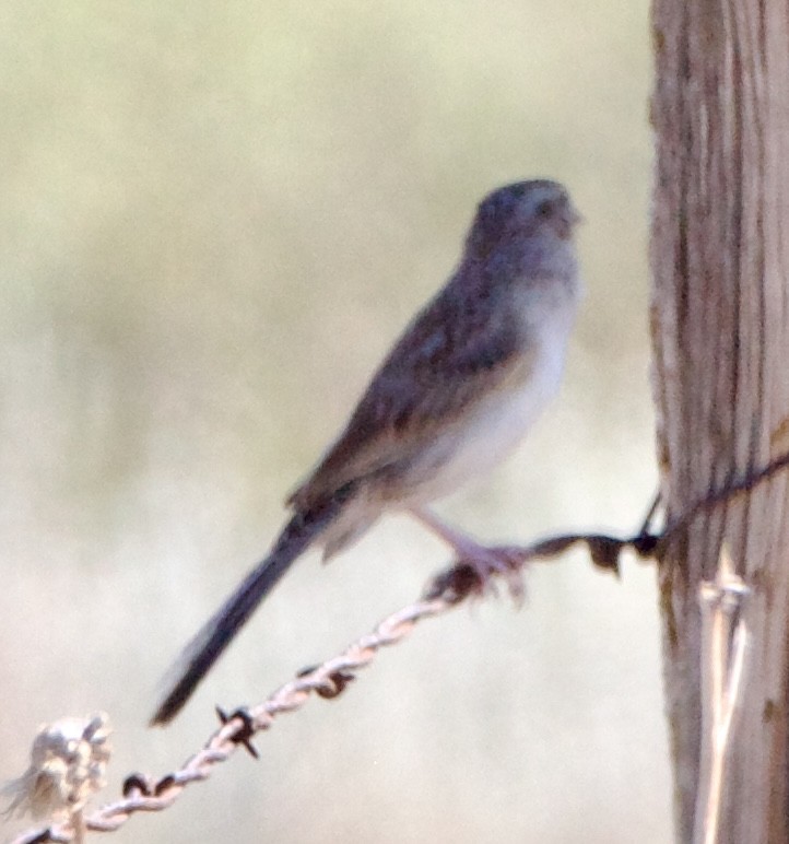 Cassin's Sparrow - ML642308974