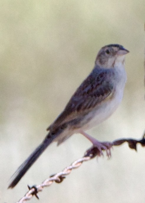 Cassin's Sparrow - ML642308975