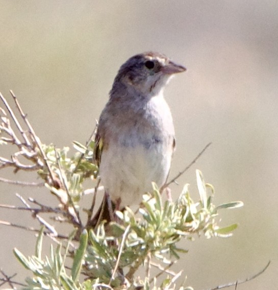 Cassin's Sparrow - ML642308976