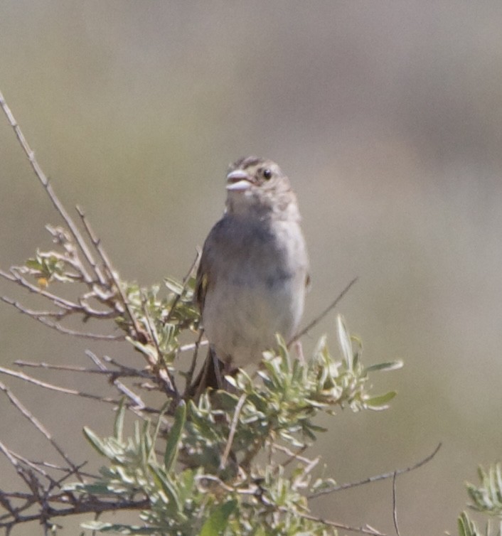 Cassin's Sparrow - ML642308977