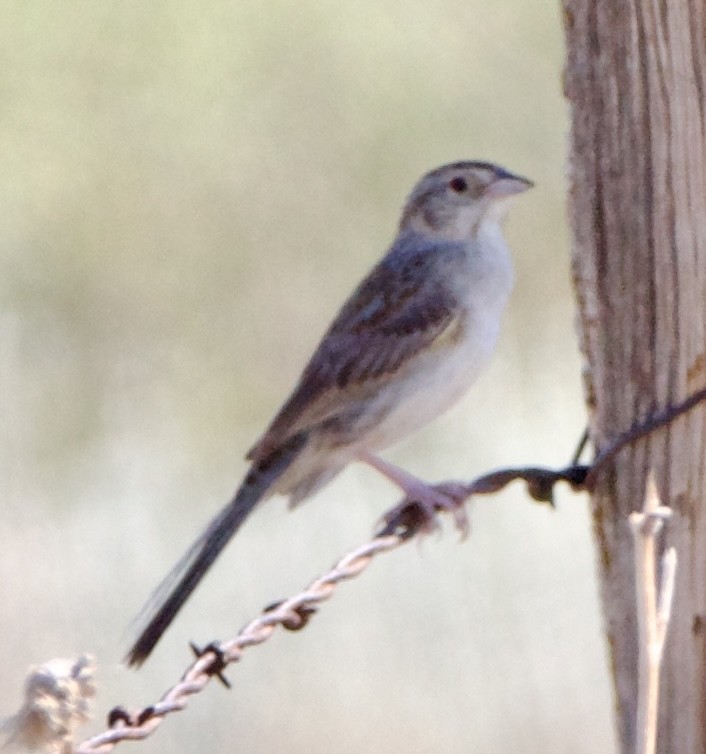 Cassin's Sparrow - ML642308978