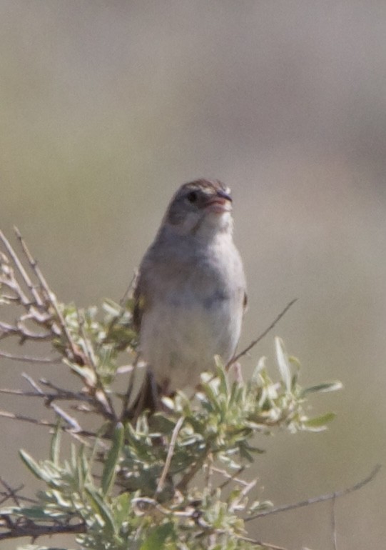 Cassin's Sparrow - ML642308979