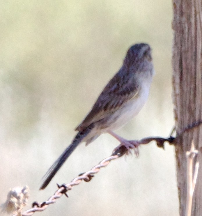 Cassin's Sparrow - ML642308980
